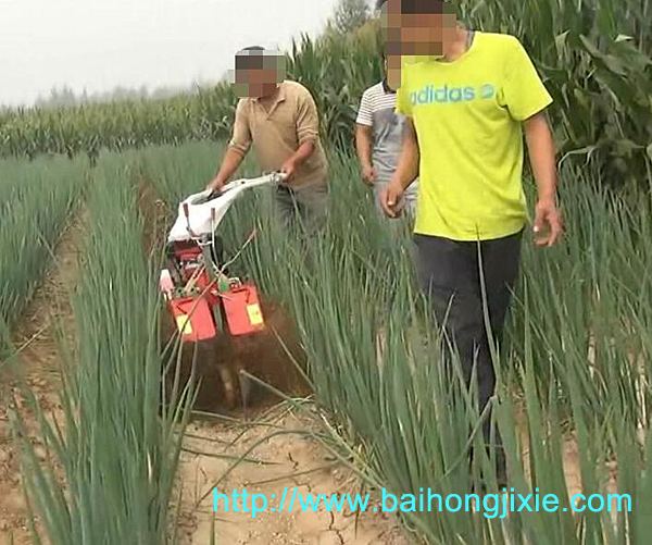 大葱开沟草莓视频黄色污